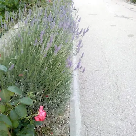 Olive 2 * زادار