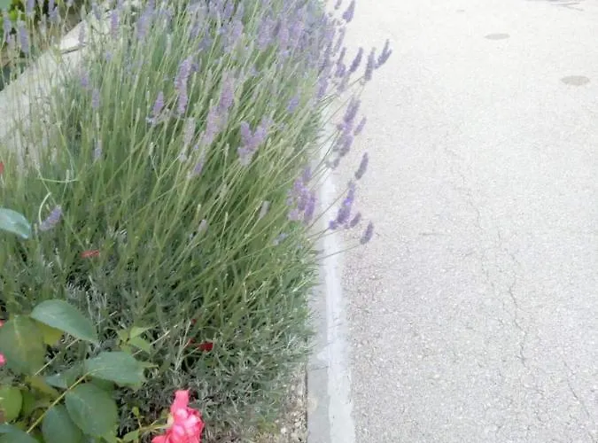 Olive 2 * Ζαντάρ